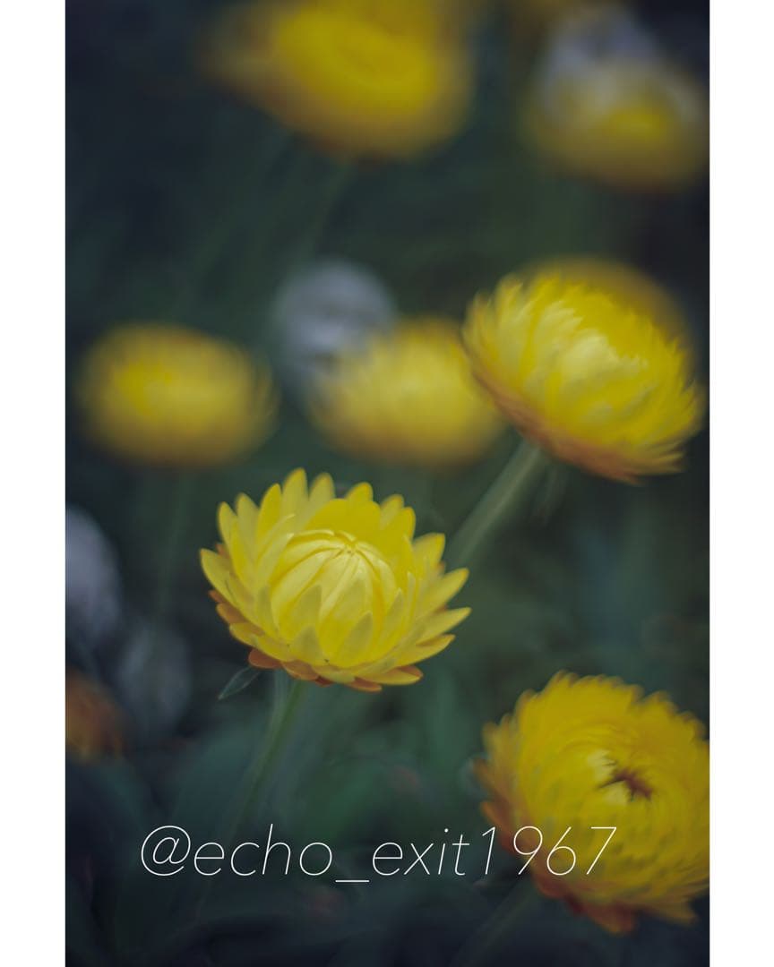 宝石レンズ_SMC_Takumar 55mm_f1.8_aw