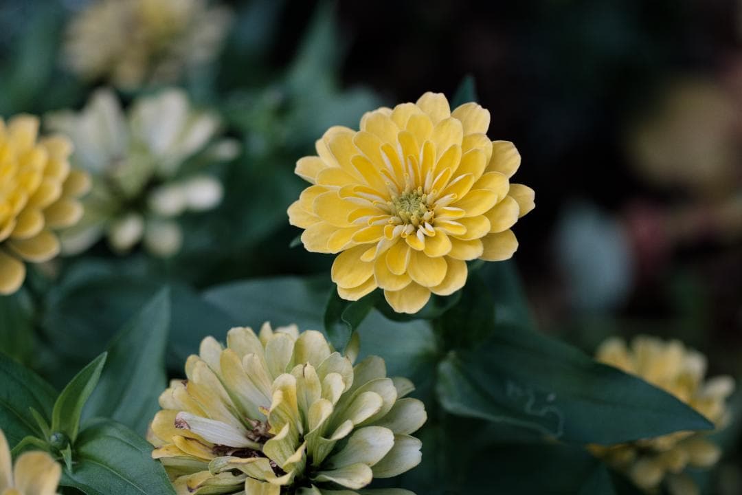 #*❗様 LEITZ Macro-Elmarit-R 60mm f2.8