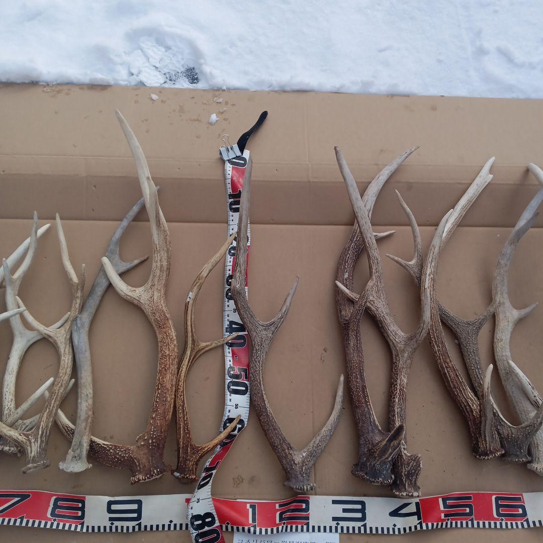 S*i様 蝦夷鹿の角　犬のおもちゃ、工芸品などに ７番