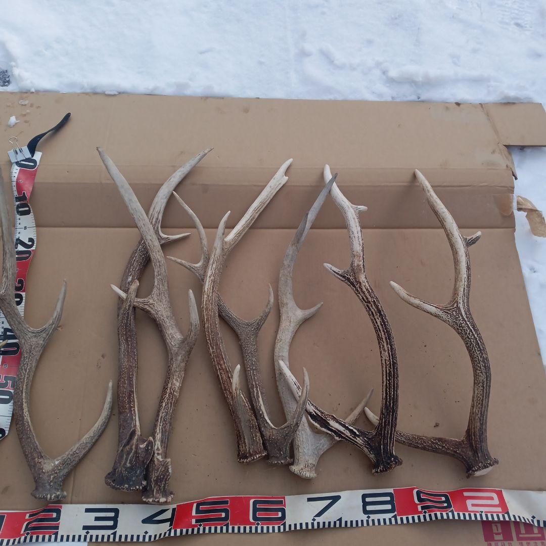 S*i様 蝦夷鹿の角　犬のおもちゃ、工芸品などに ７番