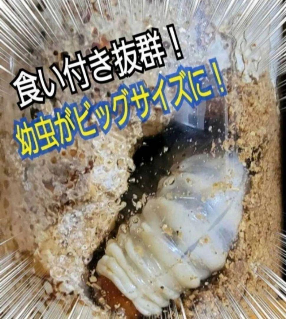 ニジイロクワガタに抜群！黒アワビタケ菌糸瓶【8本】トレハロース、キトサン配合！