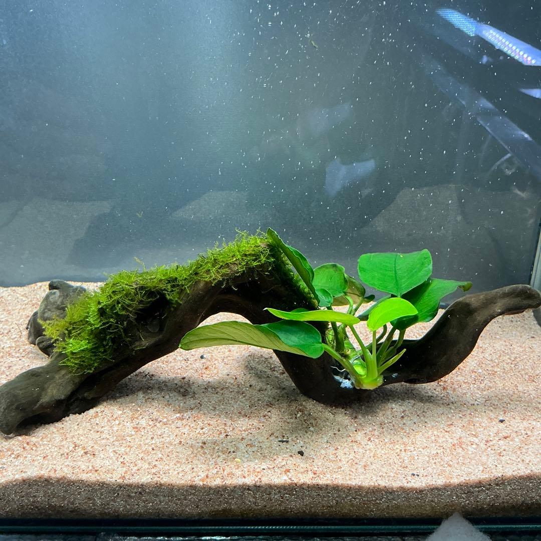 is.ikeda.0001様 リクエスト 2点 まとめ商品