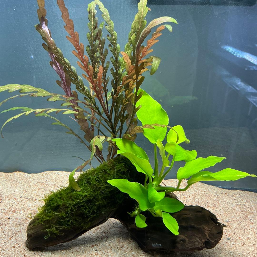 is.ikeda.0001様 リクエスト 2点 まとめ商品