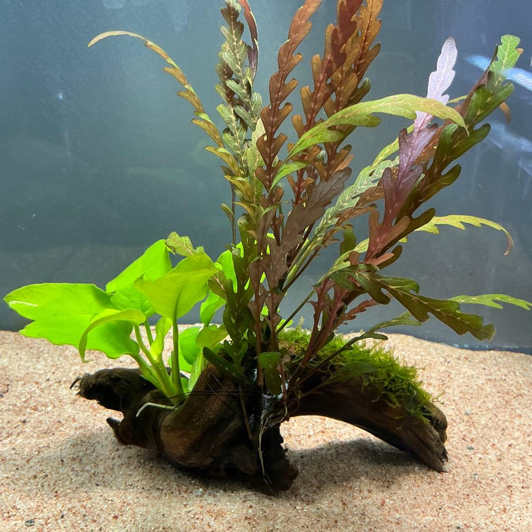 is.ikeda.0001様 リクエスト 2点 まとめ商品