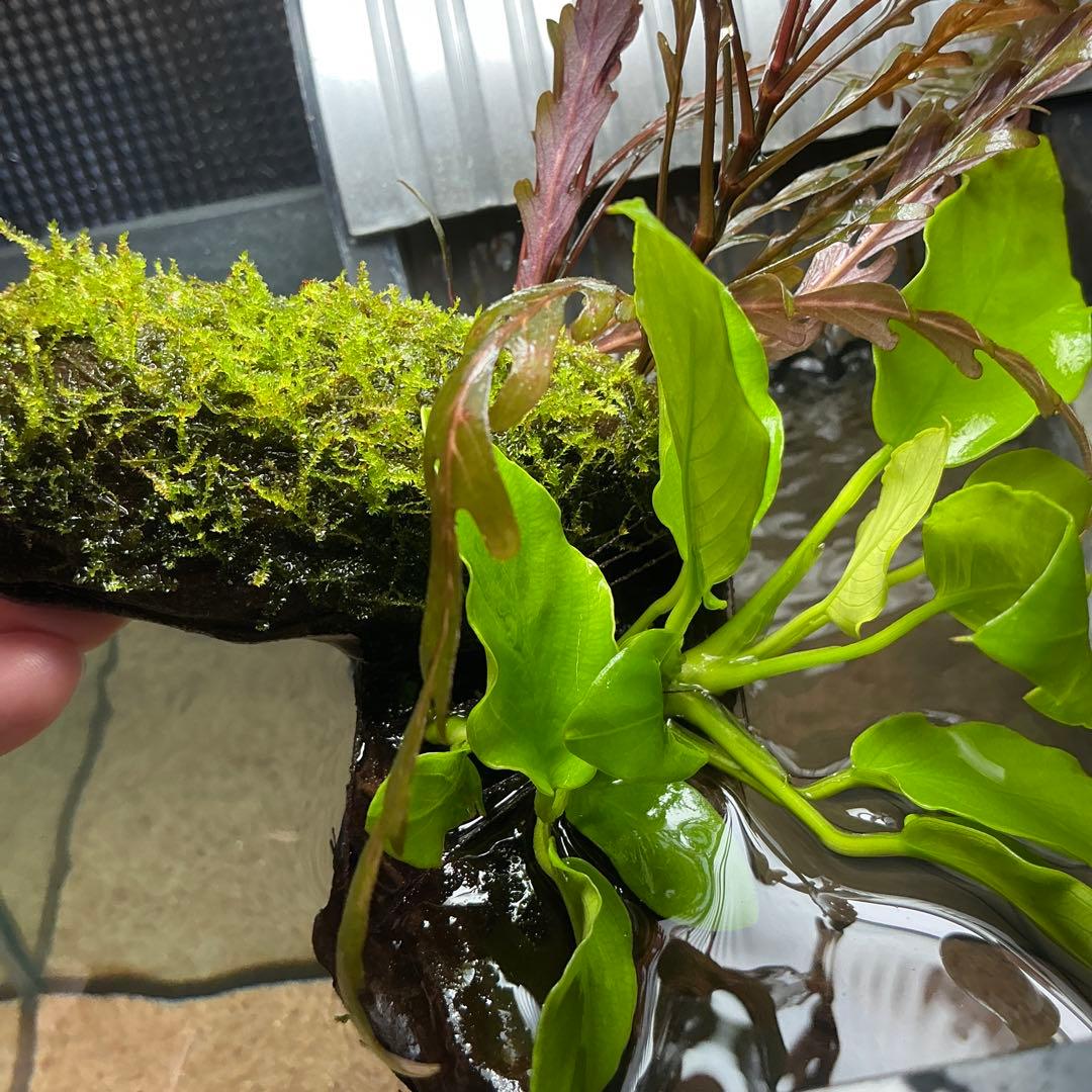 is.ikeda.0001様 リクエスト 2点 まとめ商品