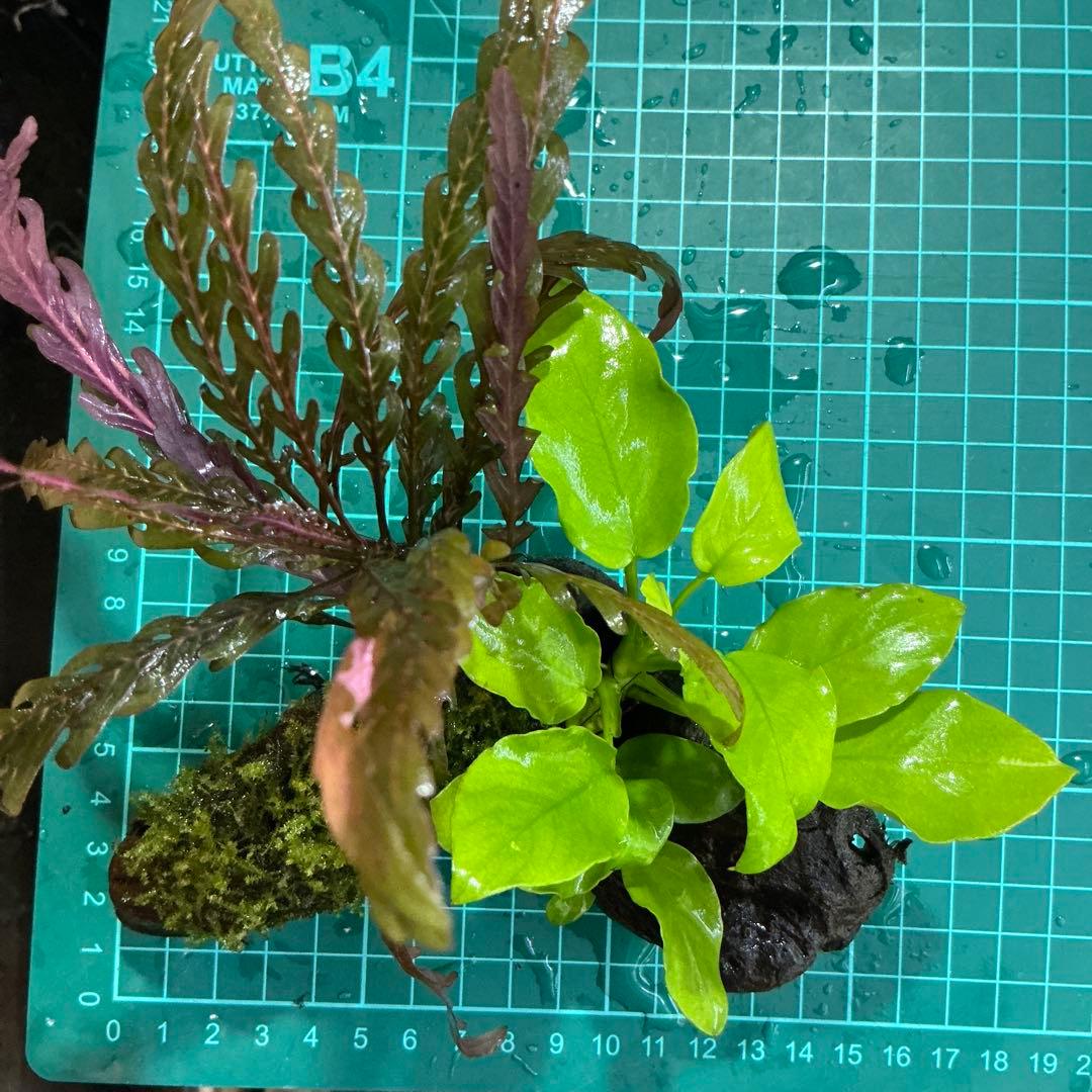 is.ikeda.0001様 リクエスト 2点 まとめ商品