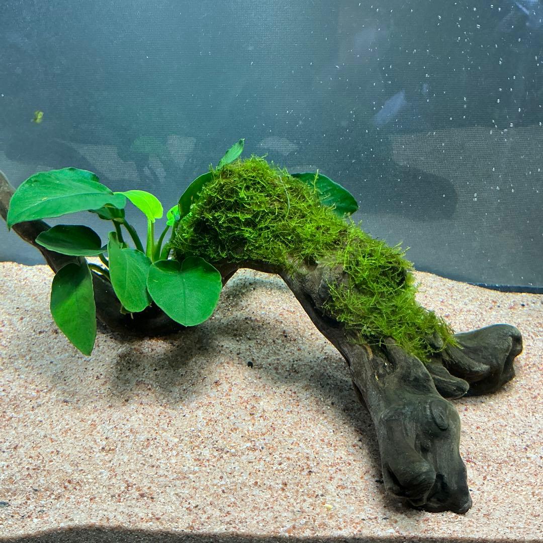 is.ikeda.0001様 リクエスト 2点 まとめ商品