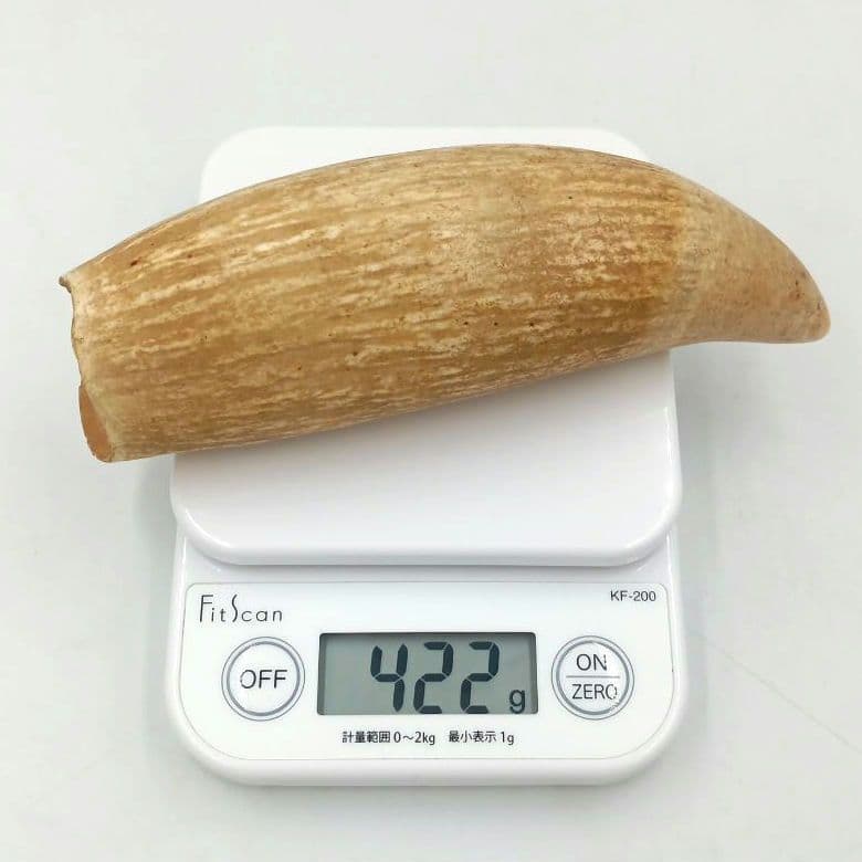 マッコウクジラ 歯 鯨歯 特大 422g 印材や工芸品の素材などに