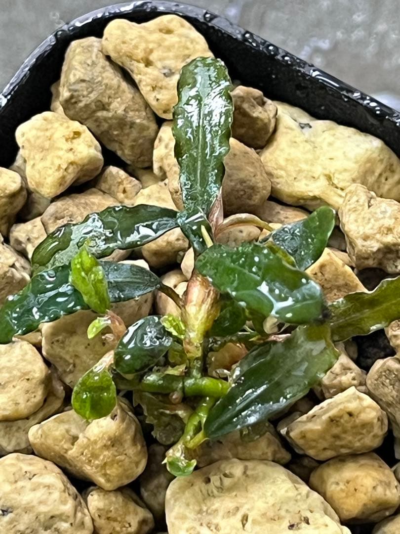 Bucephalandra sp. Sekadau Kayu lapis【LA】