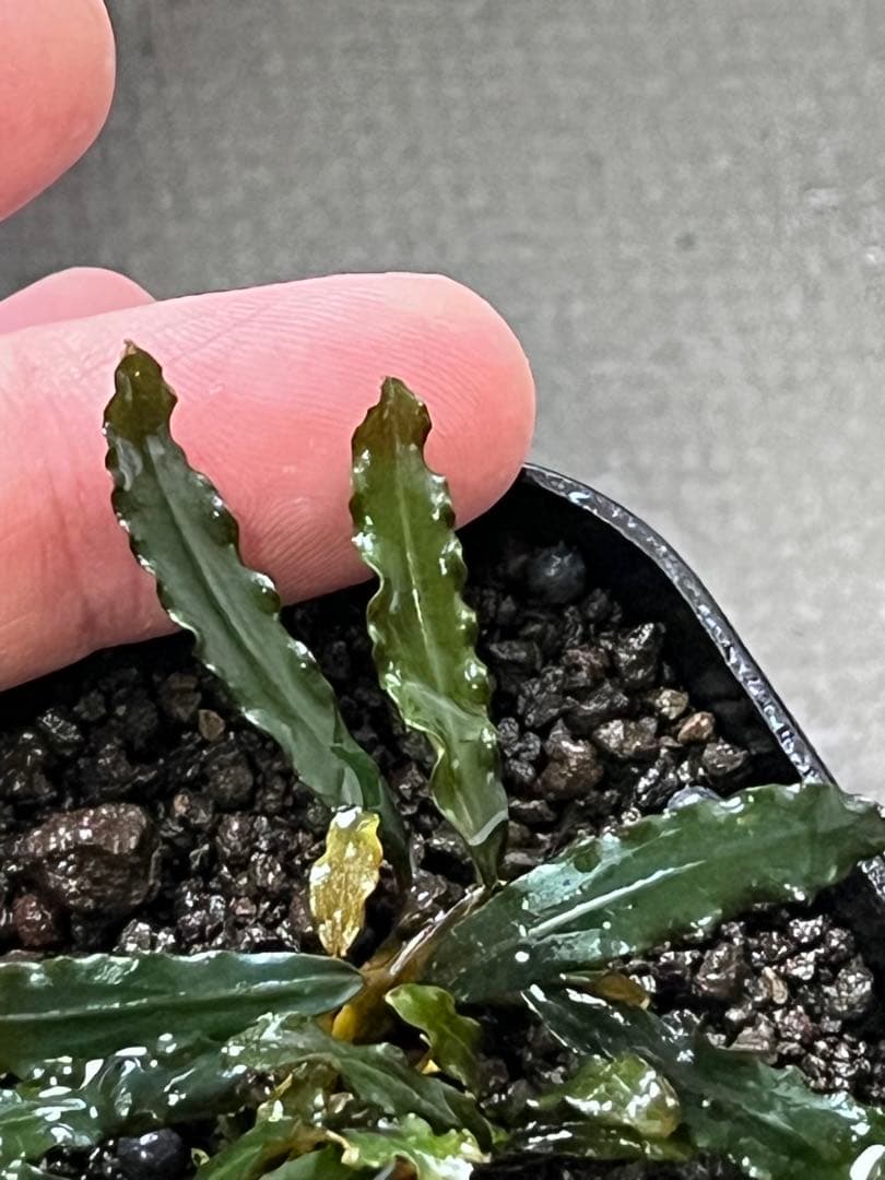 Bucephalandra sp. Sekadau Kayu lapis【LA】