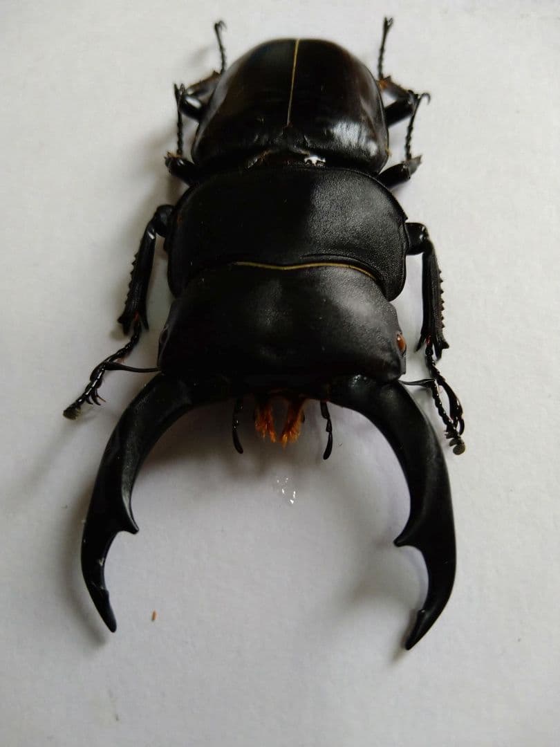 シェンクリングオオクワガタ標本