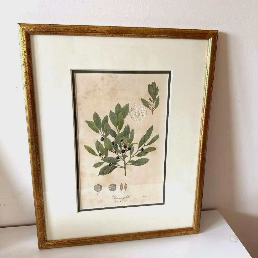 ボタニカルアート額縁絵　アンティーク