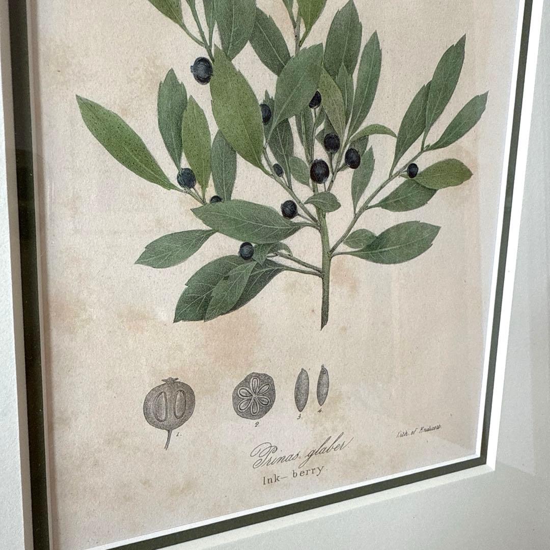 ボタニカルアート額縁絵　アンティーク