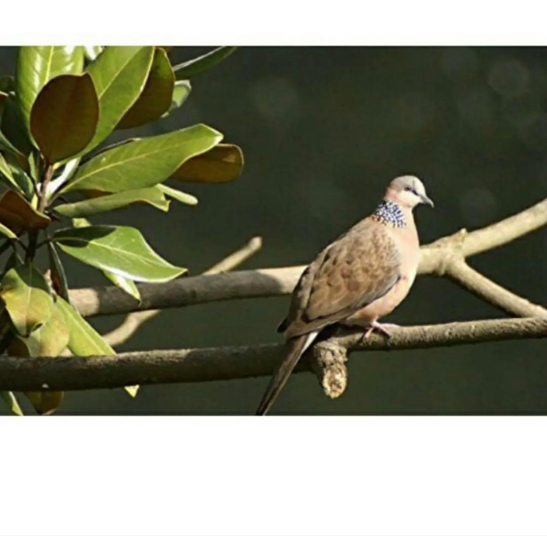 Canon EOSRシリーズ対応！望遠レンズ！これは凄い！袋付き！アダプター付き