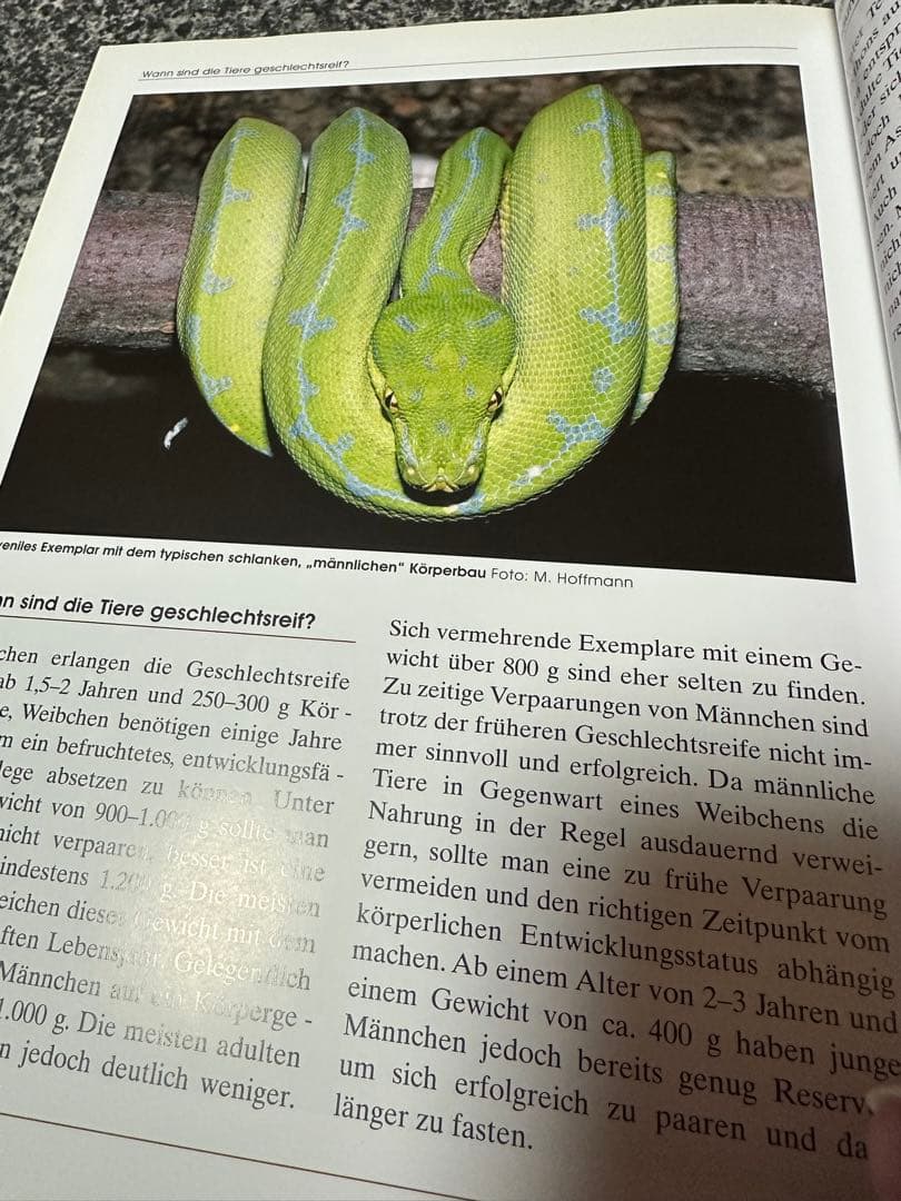 GRUNER BAUMPYTHON グリーンパイソン　図鑑