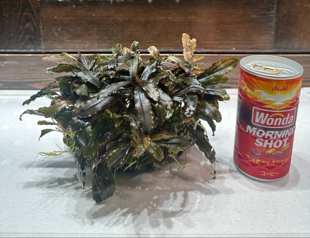 ブセファランドラ クアラクアヤン タイプ II 大株 石付き