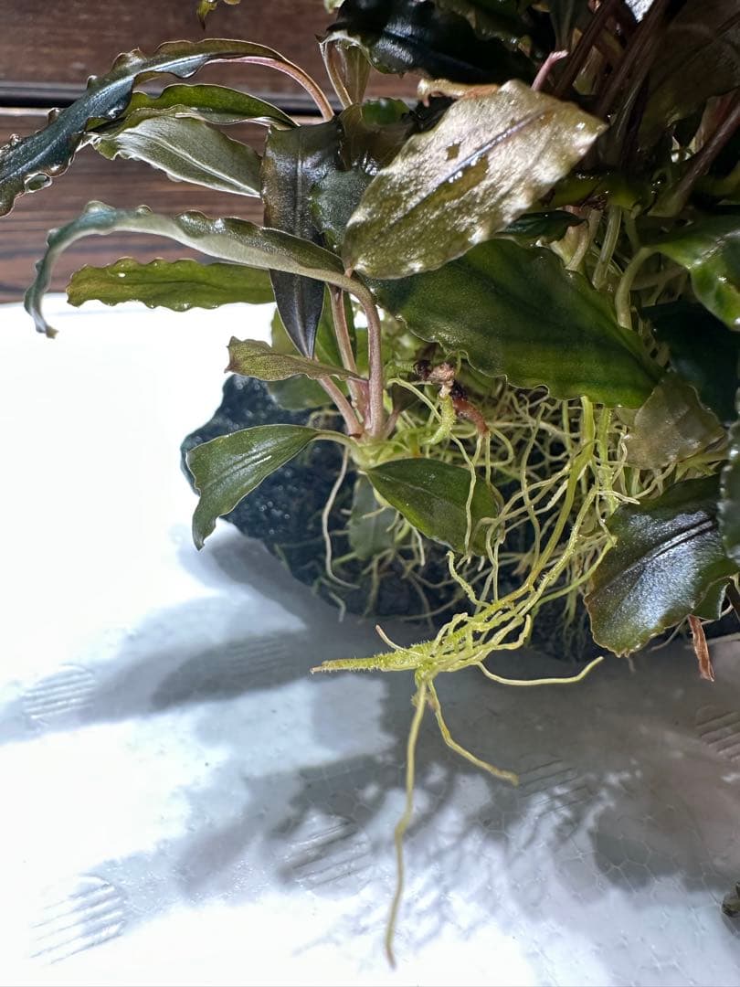 ブセファランドラ クアラクアヤン タイプ II 大株 石付き