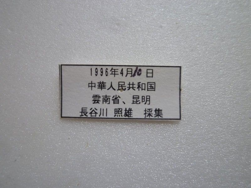 【外国産蝶標本】シナカラスアゲハ/雲南省.昆明産/96mm