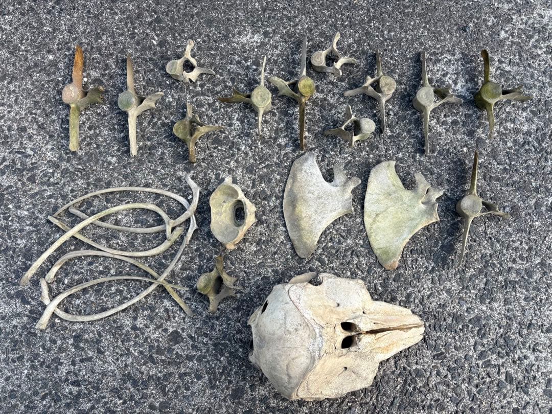 イルカの骨 セット