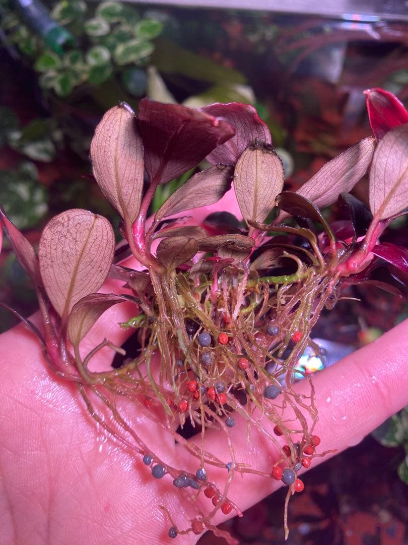 ブセファランドラ モンスターキング　大群生株