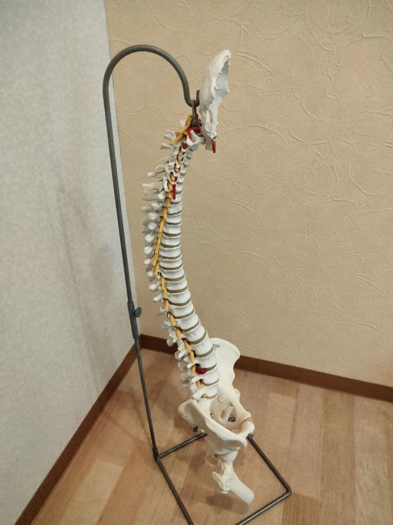 スタンド付　 脊椎模型 　人体模型 骨格標本　骨盤　鍼灸　カイロ　整体　整骨院
