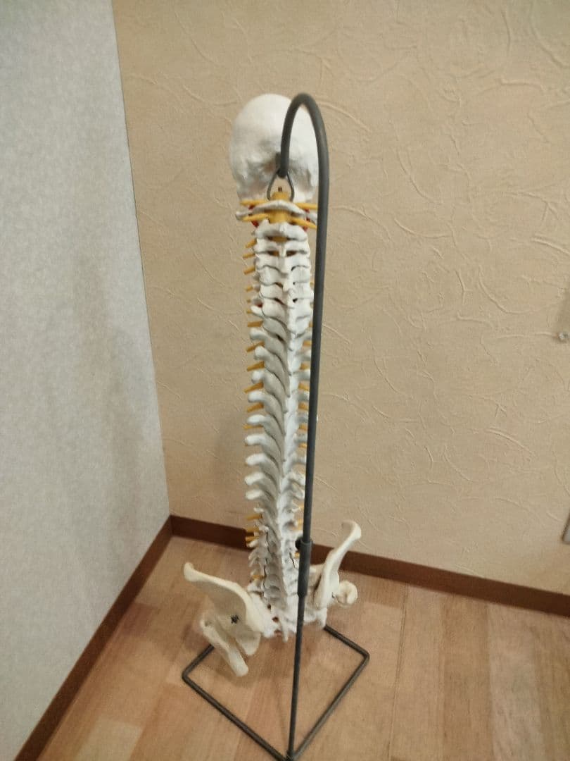 スタンド付　 脊椎模型 　人体模型 骨格標本　骨盤　鍼灸　カイロ　整体　整骨院