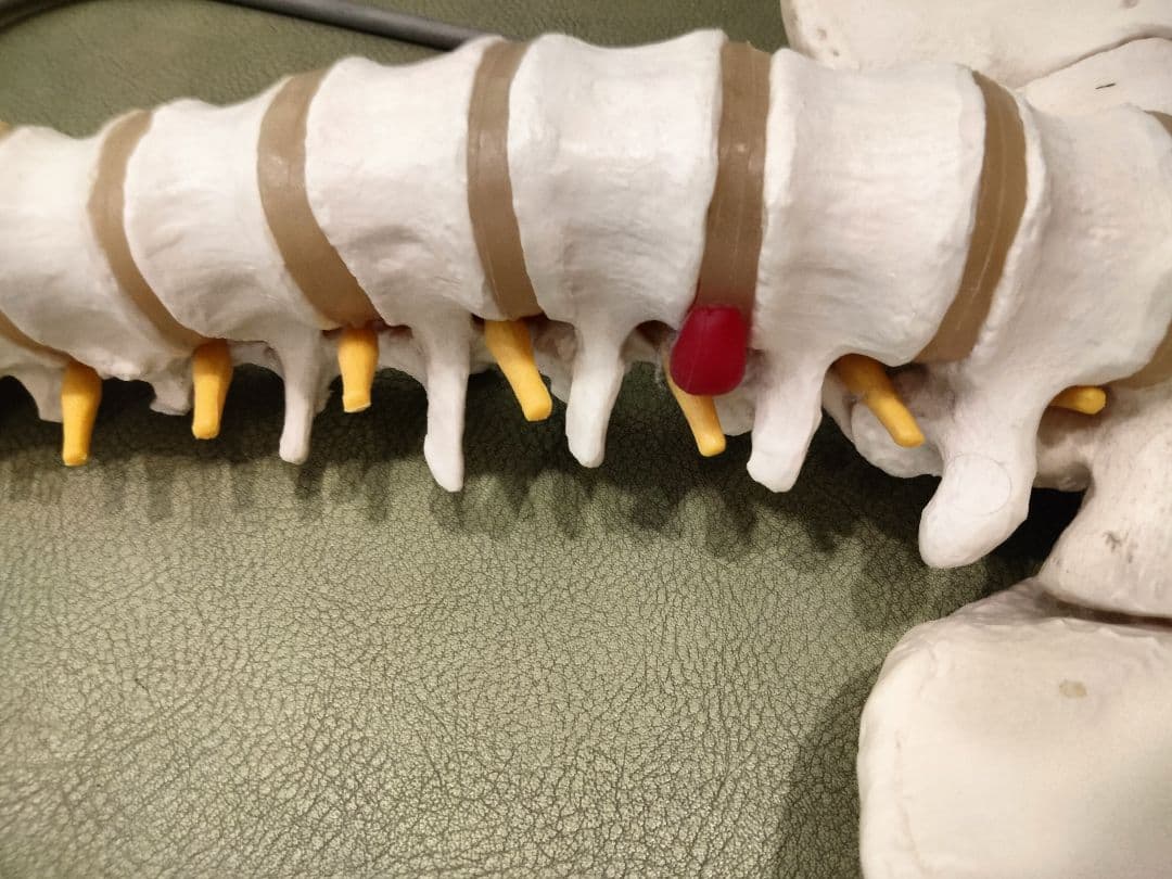 スタンド付　 脊椎模型 　人体模型 骨格標本　骨盤　鍼灸　カイロ　整体　整骨院