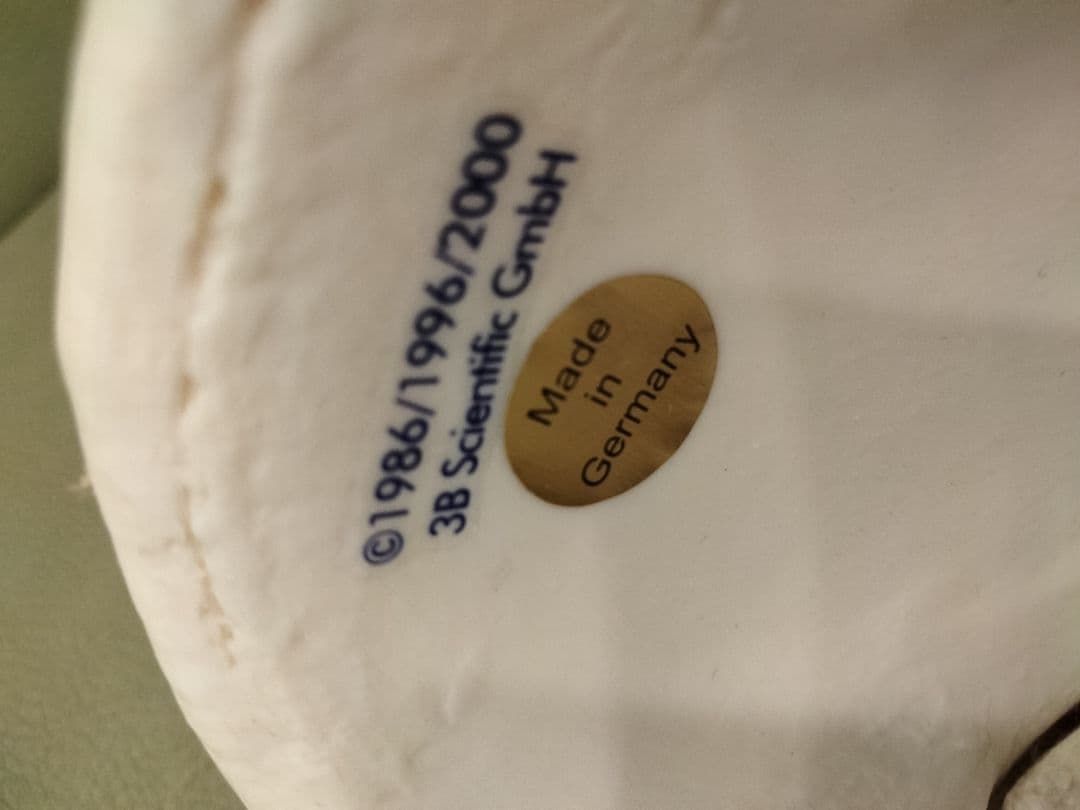 スタンド付　 脊椎模型 　人体模型 骨格標本　骨盤　鍼灸　カイロ　整体　整骨院