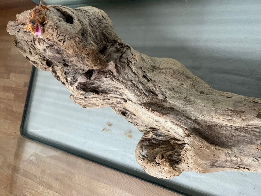 超大型　☆アクアリウム　生花　テラリウム 爬虫類　天然流木 ホーンウッド　⭐︎