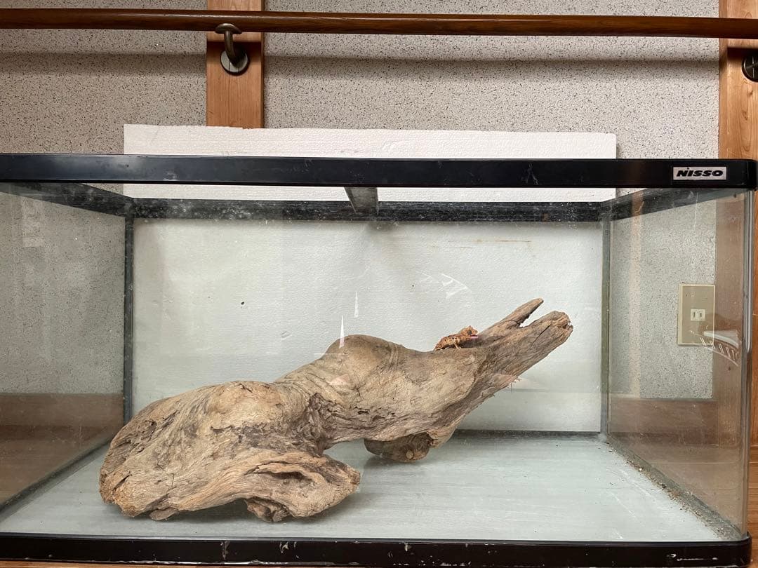 超大型　☆アクアリウム　生花　テラリウム 爬虫類　天然流木 ホーンウッド　⭐︎