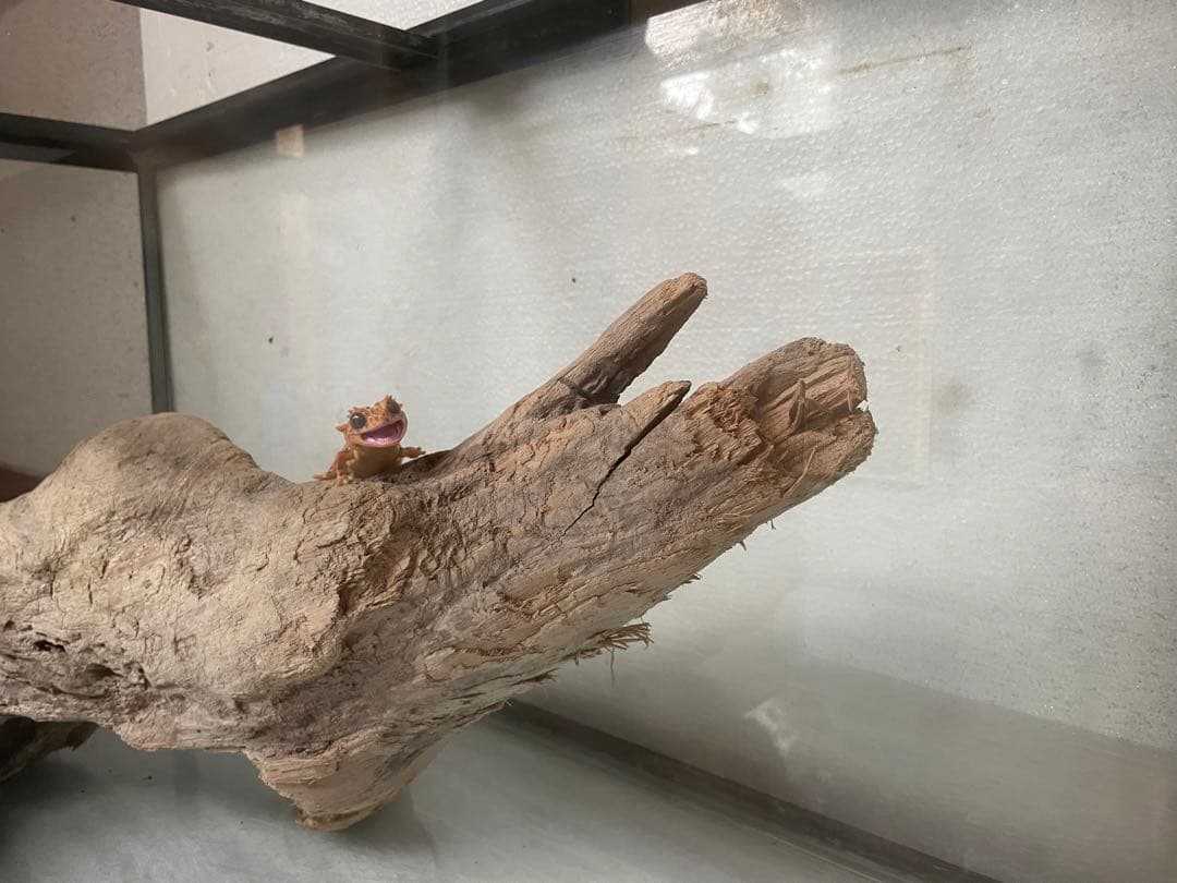 超大型　☆アクアリウム　生花　テラリウム 爬虫類　天然流木 ホーンウッド　⭐︎