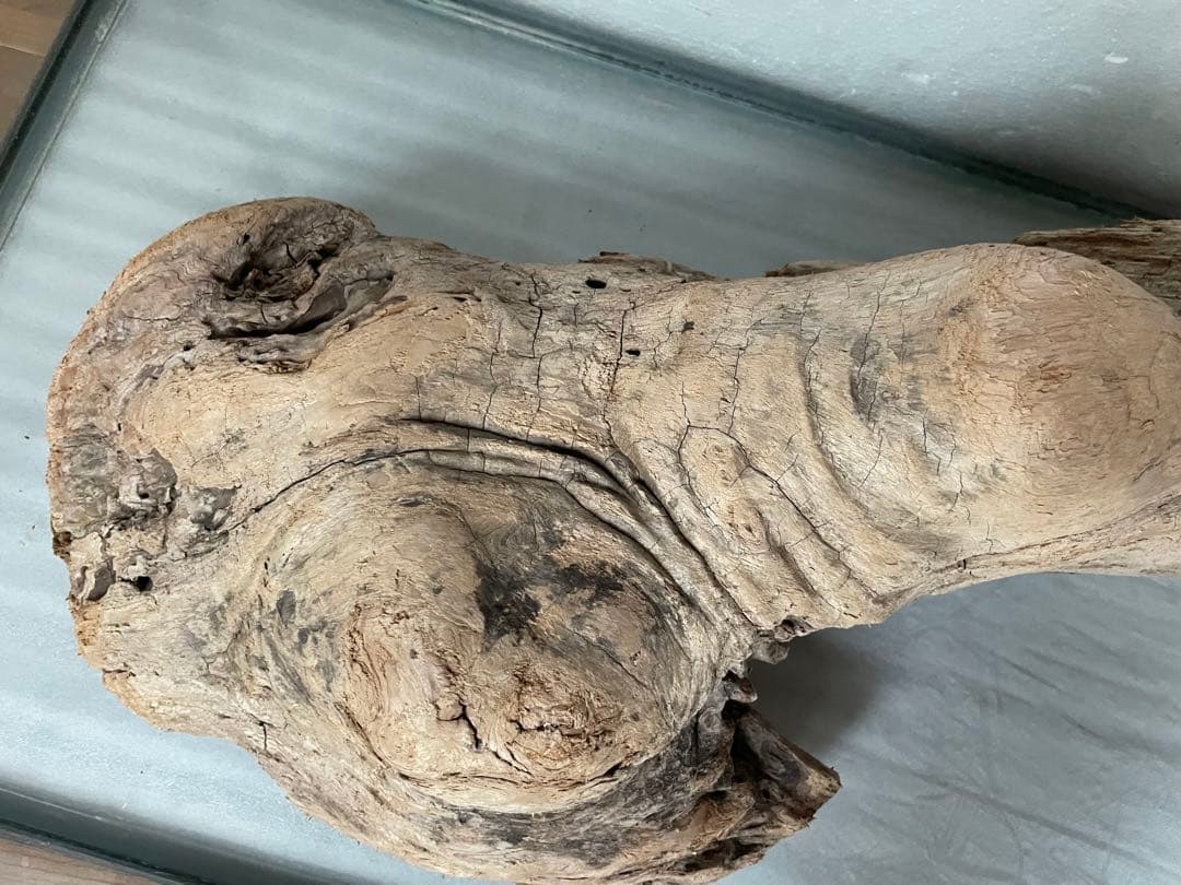 超大型　☆アクアリウム　生花　テラリウム 爬虫類　天然流木 ホーンウッド　⭐︎