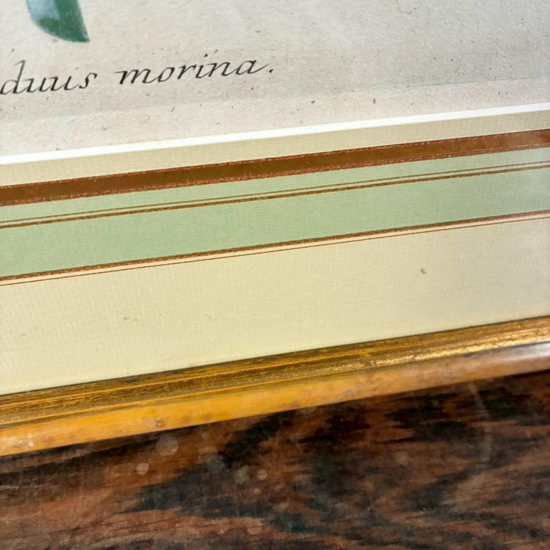 ヨハン・ヴァインマン「アザミ」銅版画+手彩色 作品保証書有 薬用植物図譜 ドイツ