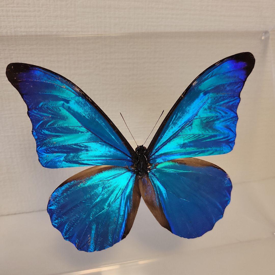 蝶の標本　ブルーモルフォの世界(珍)大型