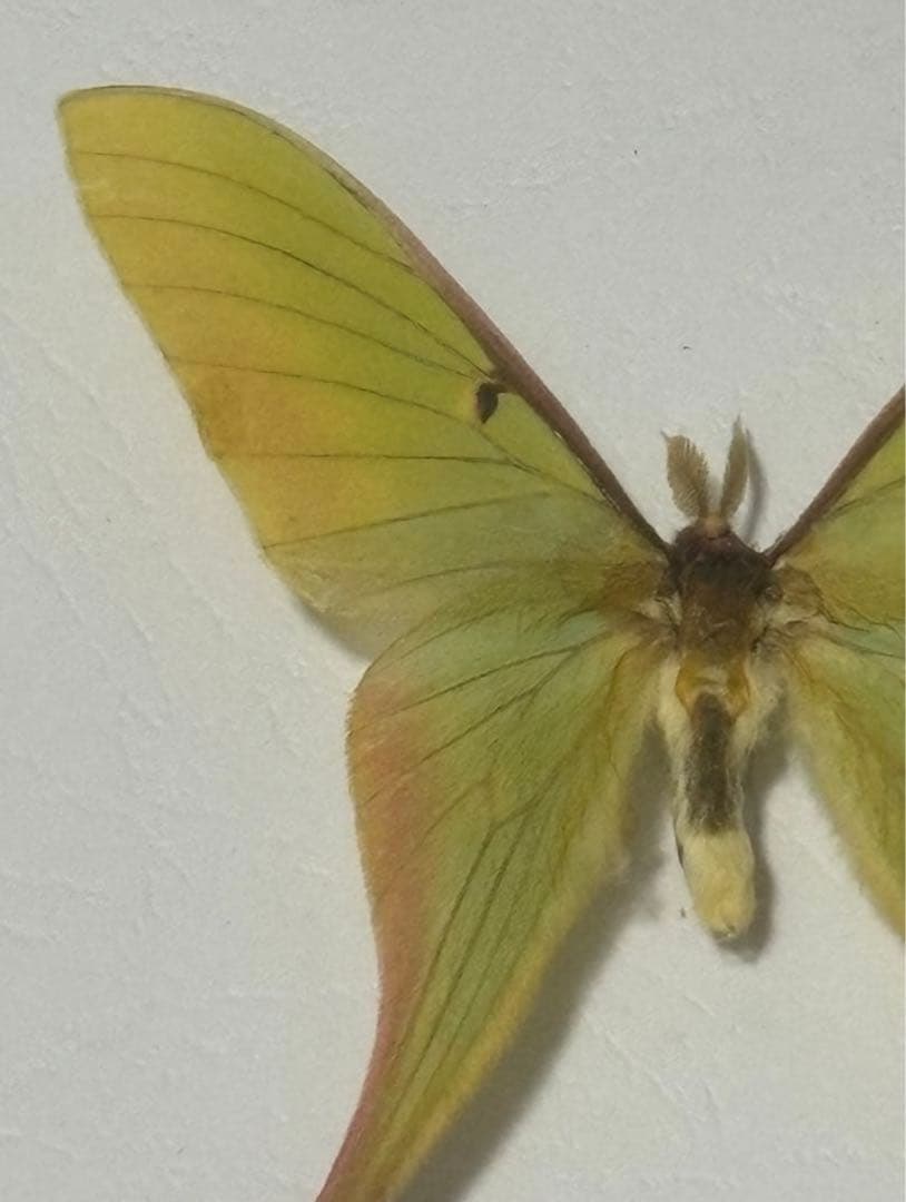 蝶の標本 2つセット　まとめ売り