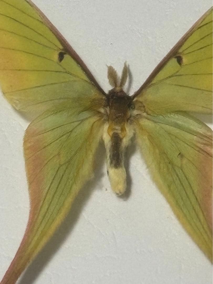 蝶の標本 2つセット　まとめ売り