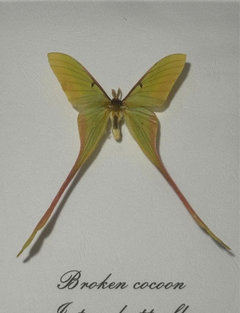 蝶の標本 2つセット　まとめ売り