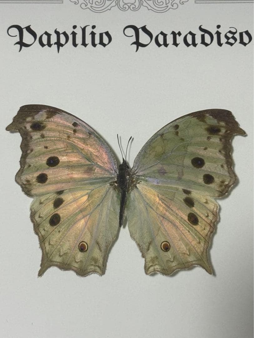 蝶の標本 2つセット　まとめ売り