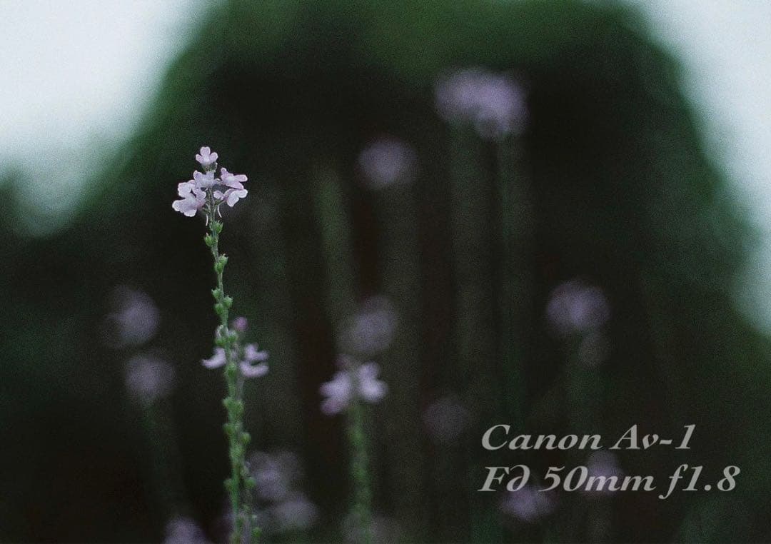 ★フィルム入門に！★canon av-1★完動品＊美品＊初期保証＊作例多数！