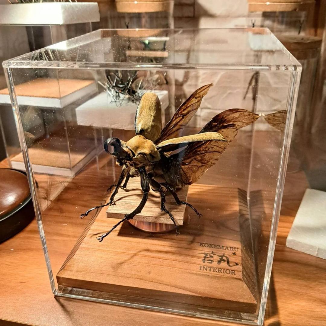 【ショーケース】150×150×180 ※アクリル製ケース、無垢材土台