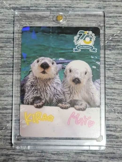 キラちゃん メイちゃん 鳥羽水族館70周年記念コレクションカード