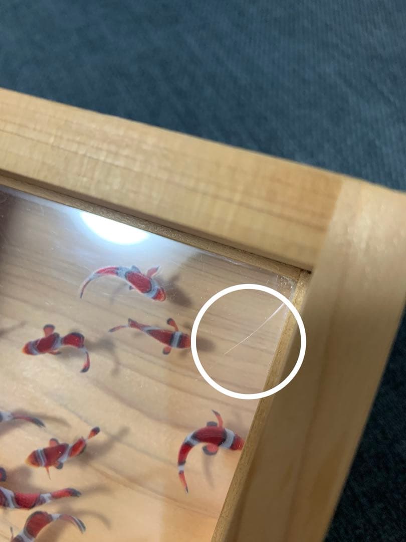 カクレクマノミ　金魚アート 枡