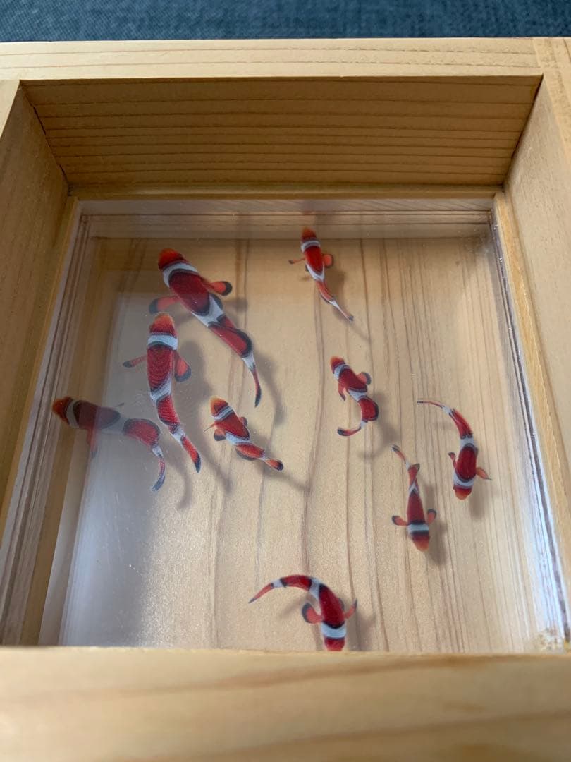 カクレクマノミ　金魚アート 枡