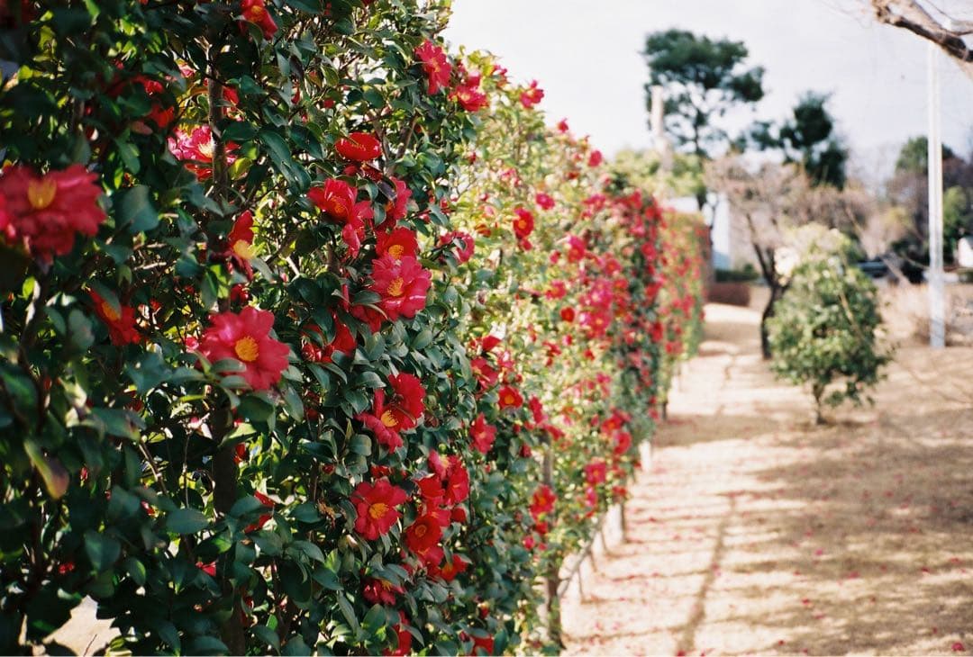 美品完動品 CONTAX コンタックス T2 作例あり