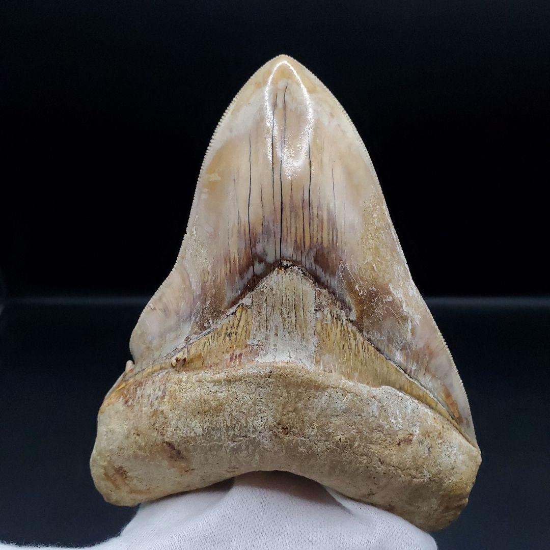 極上 メガロドン 歯 化石 本物 インドネシア 117.42mm mg6
