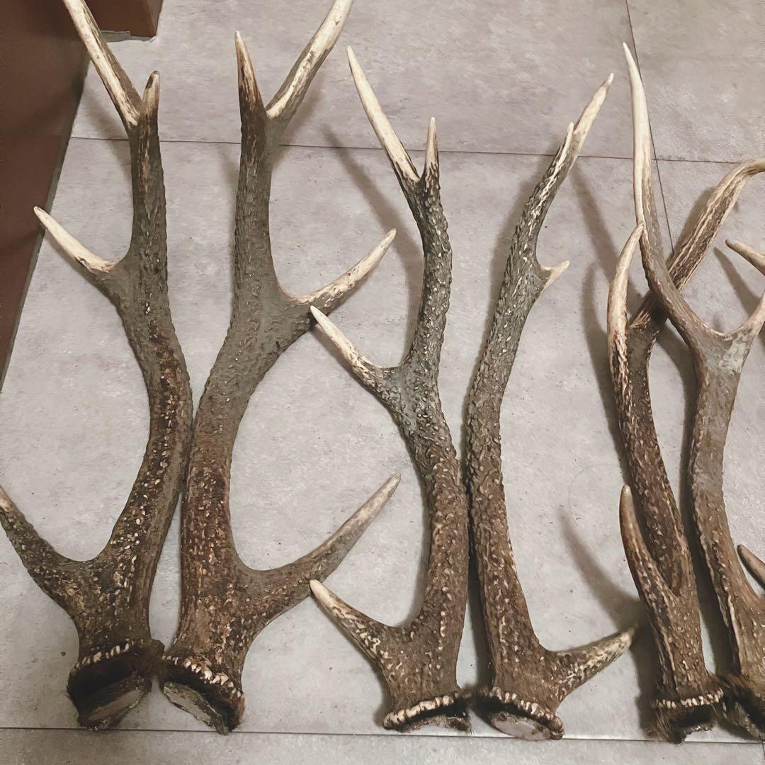 鹿の角 8対 (16本）鹿角