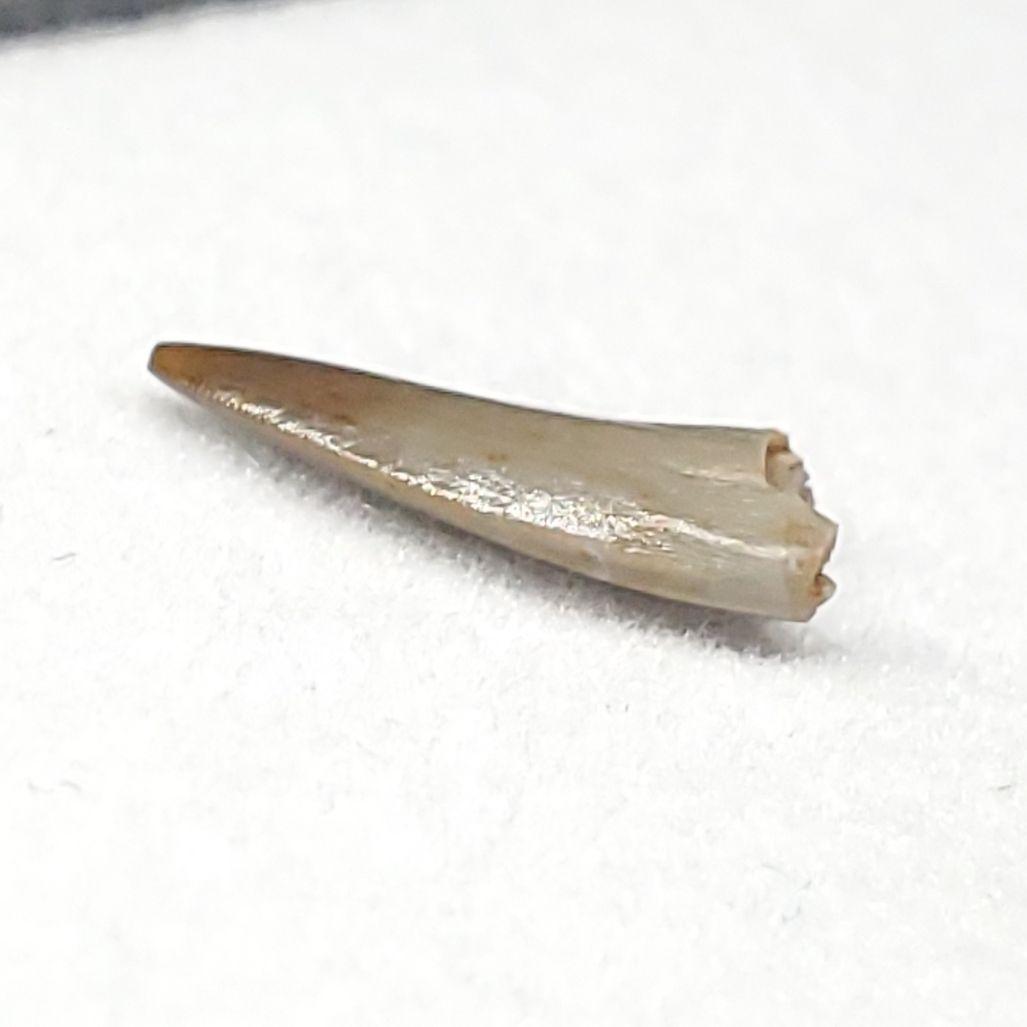 希少 コエロフィシス 化石 歯 本物 ニューメキシコ州産10.05mm fr82