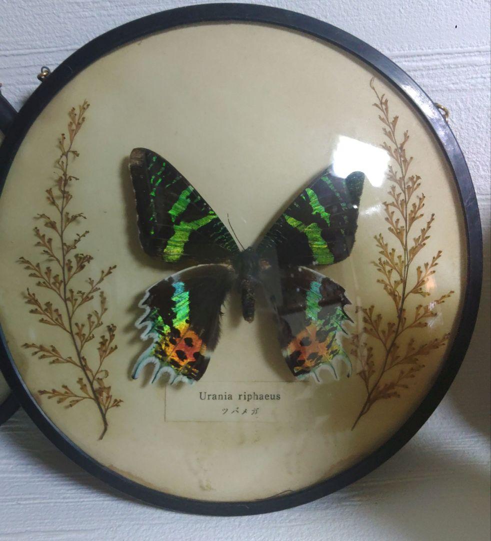 蝶　標本　モルフォ蝶　ツバメガ　アケボノアゲハ　その他まとめて　エ上