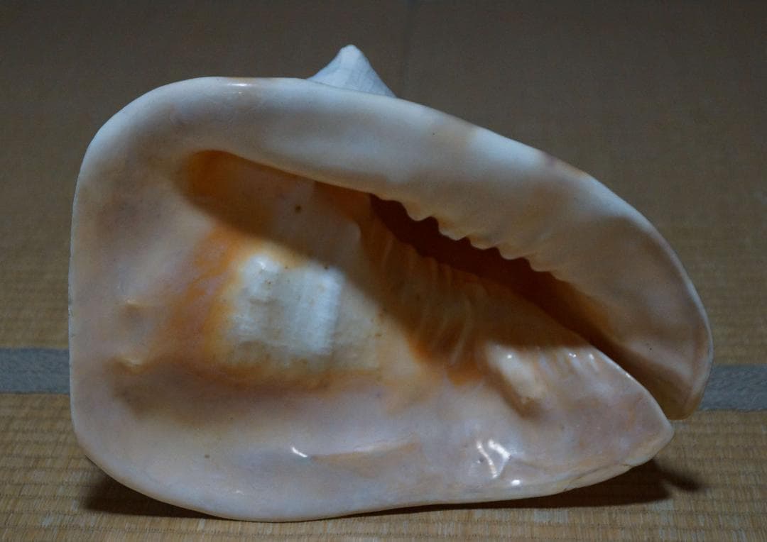 存在感バツグン！巨大型巻き貝トウカムリ貝 千年貝 オブジェ長30cm重さ2.8㎏