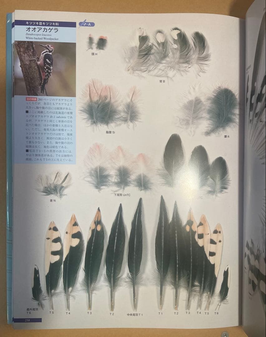 原寸大写真図鑑 羽 増補改訂版